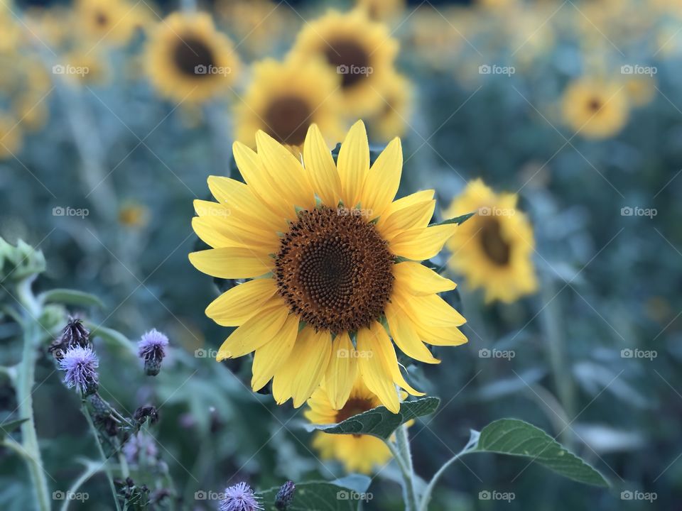 Sunflower Patch