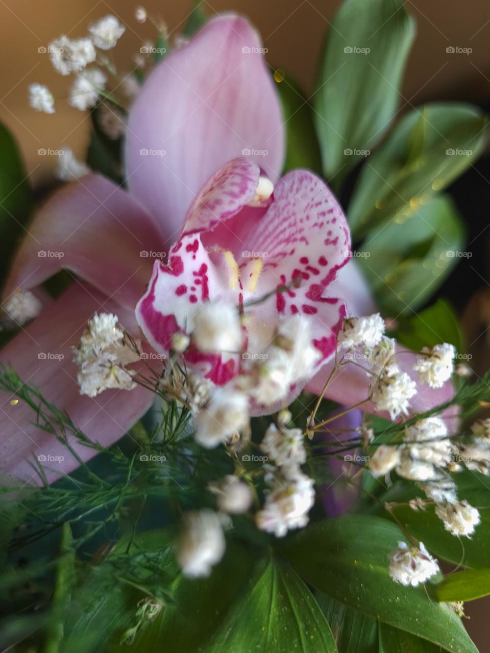 Pink orchid