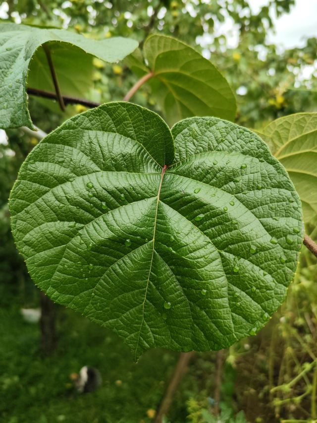 kiwi leafs 🥝