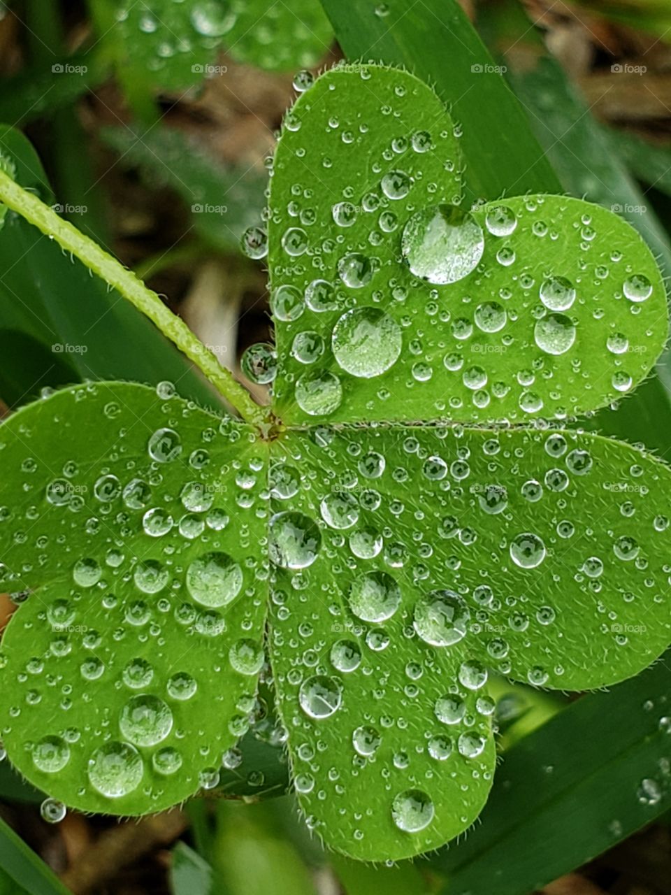 Water drops like nature's jewels