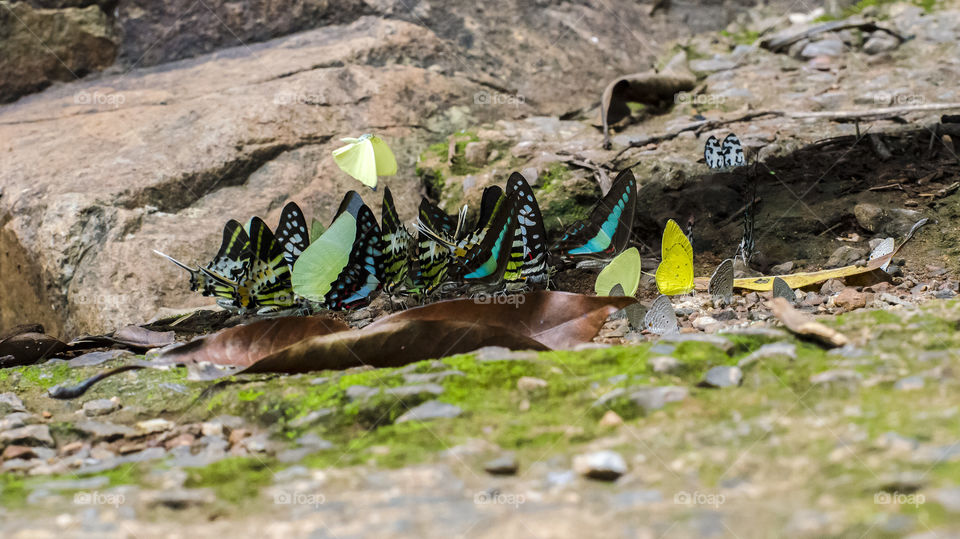 colourful butterflies