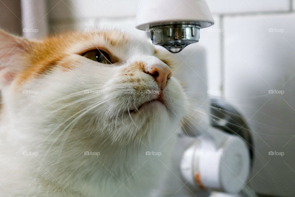 The cat drinks water