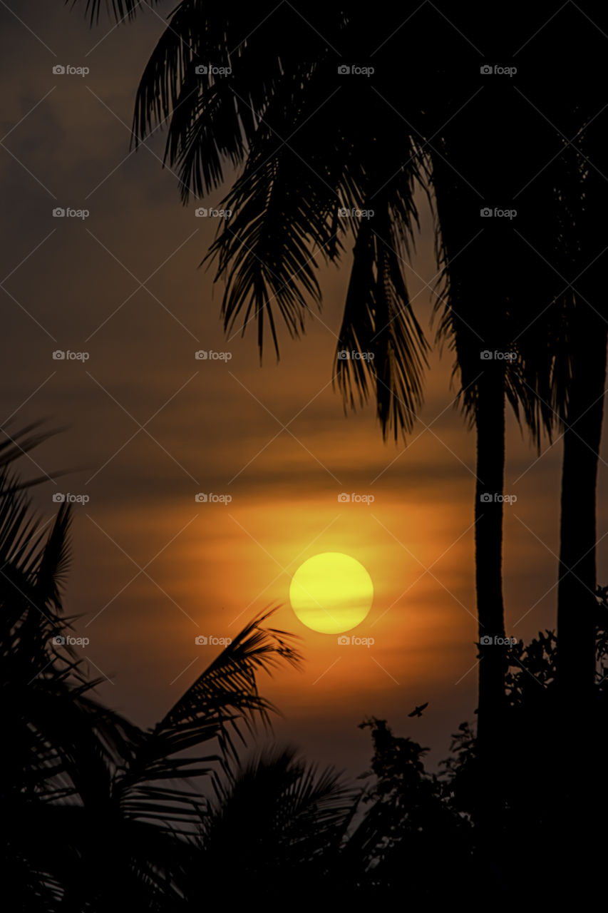 The golden light of the sun and clouds in the sky with the shadow of the coconut trees.