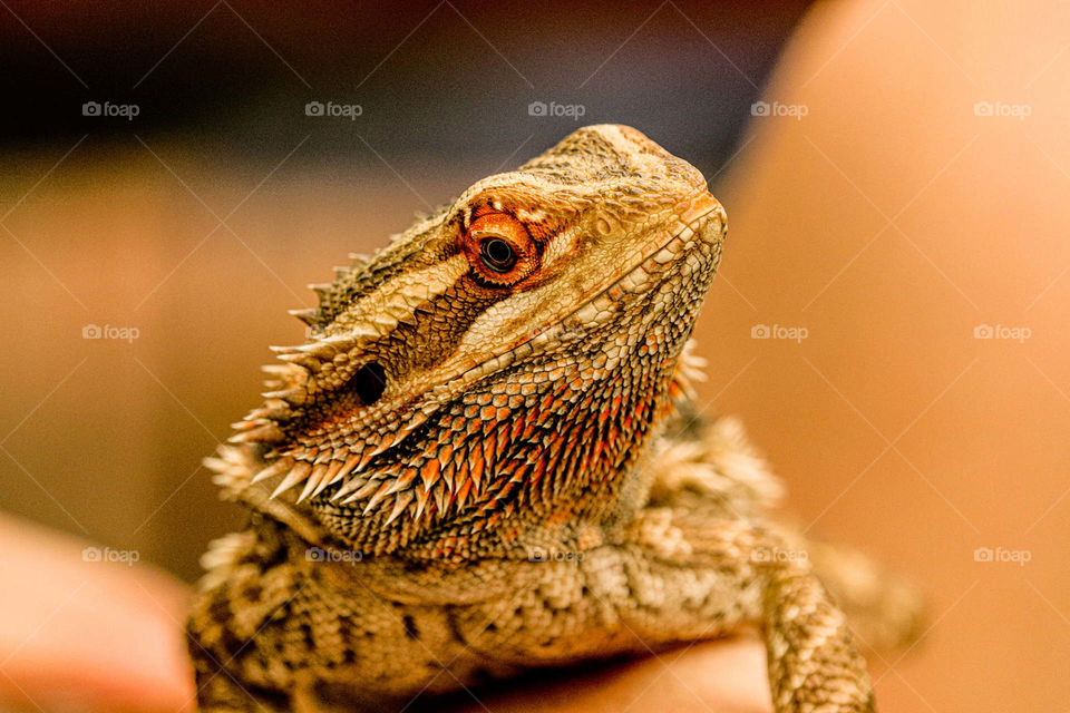 bearded dragon