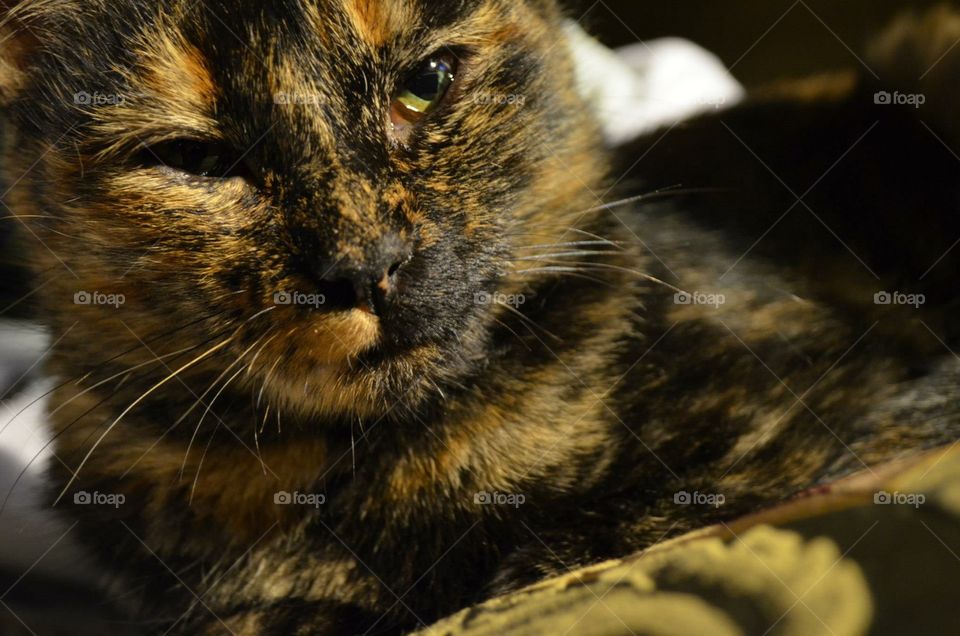Mottled Cat