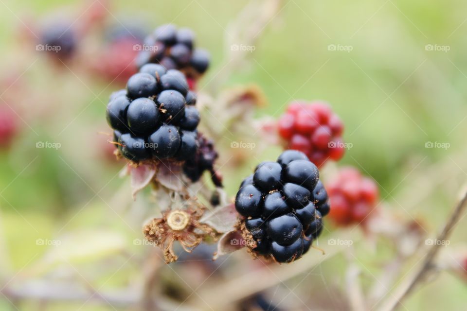 Close up of the delicious blackberries and redberries growth and blurred green grass, while taking a walk in the fields