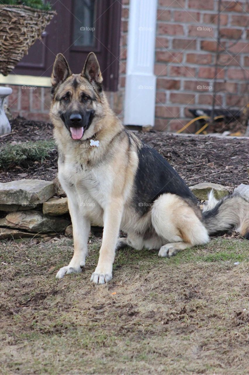 A beautiful German Shepherd waiting for his next command. 