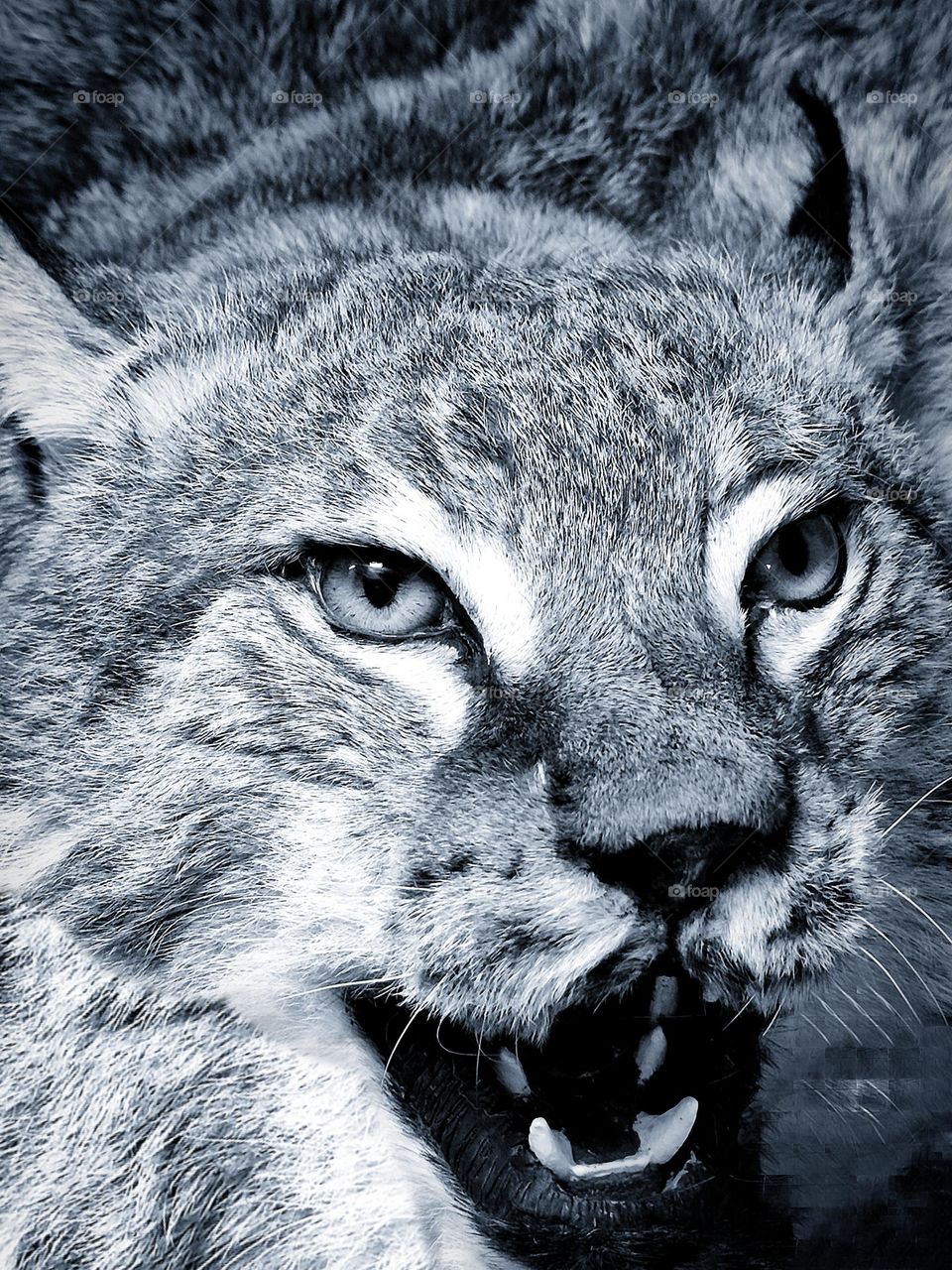 Animals. Mammals. Predators. White lynx before the jump. The lynx has sharp teeth in its open paste. Ears pinned down. Rage of the wild beast.
