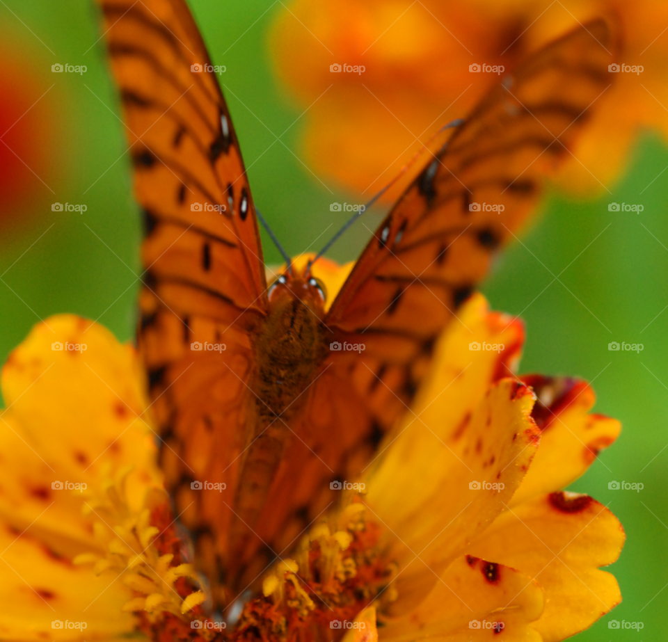 flower black orange butterfly by lightanddrawing