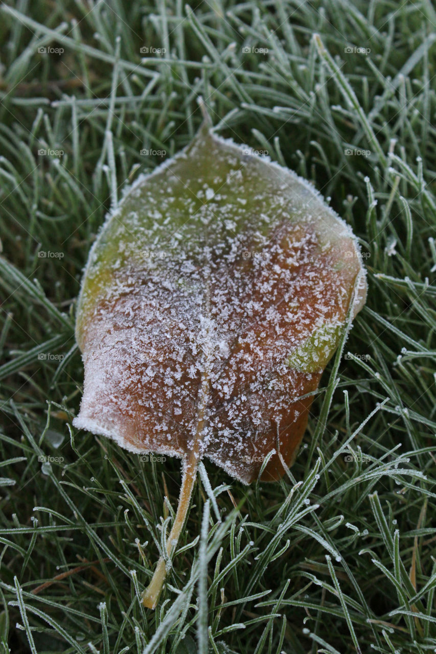 Frost Autumn leaf - löv