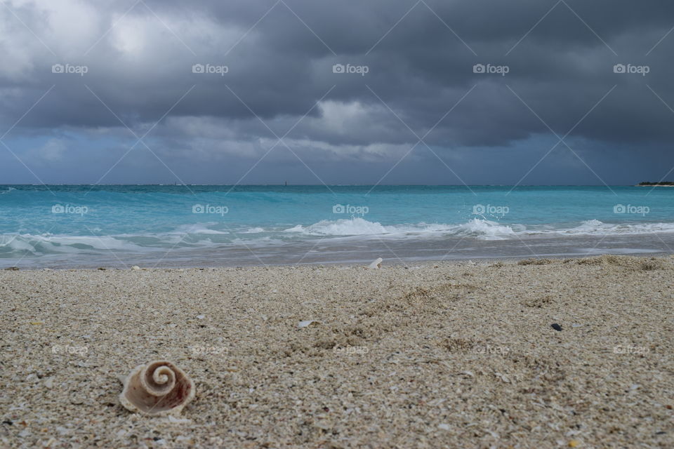 Seashell at beach