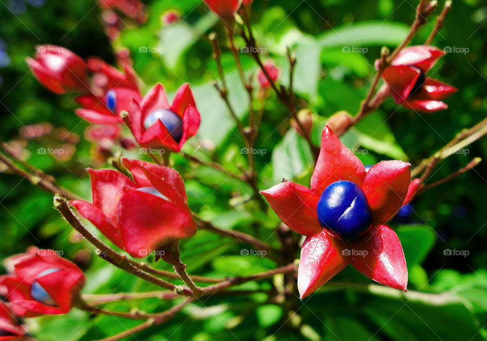 Red flowers