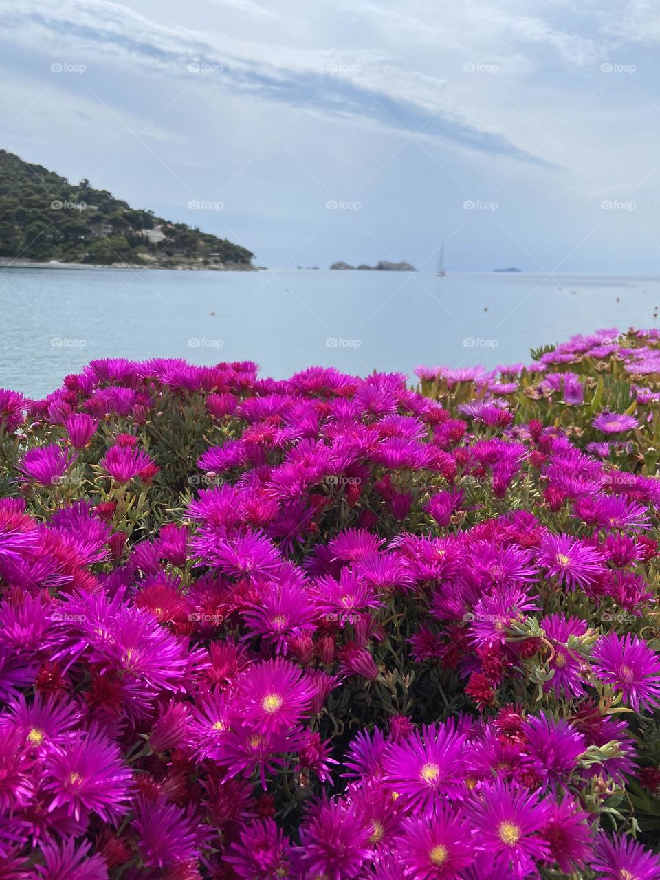 Bright pop of fuchsia flowers on a grey day by the sea.