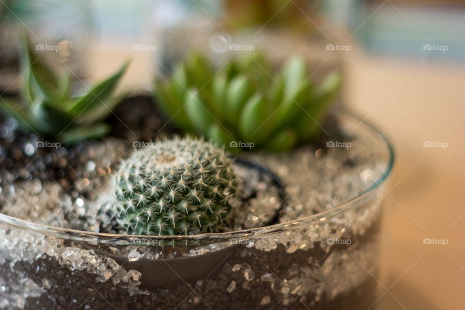 Succulents in a dish