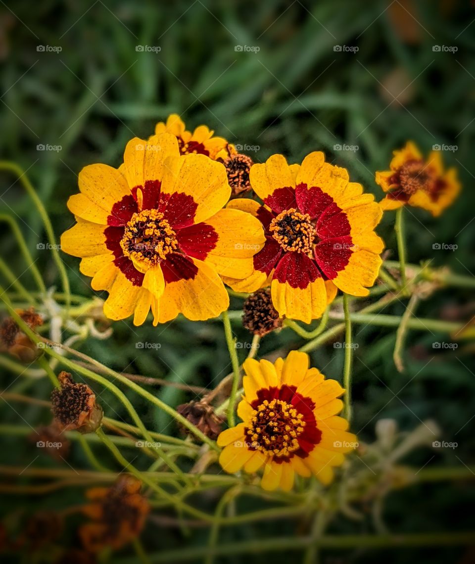 Beautiful yellow wild flowers