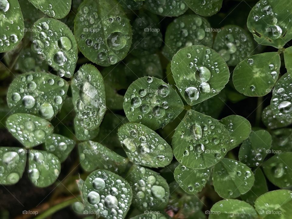 Water drops raindrops droplets water wet rain storm clovers plant outside nature green greenery earthy waterdrops rainy 
