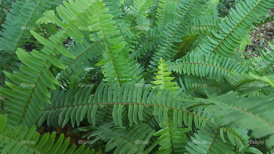 fern leaf