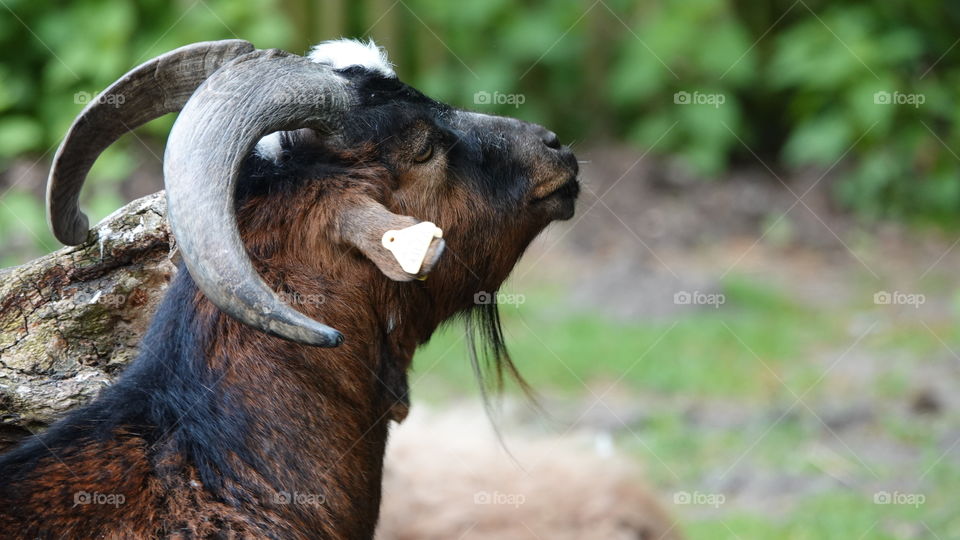A he-goat.