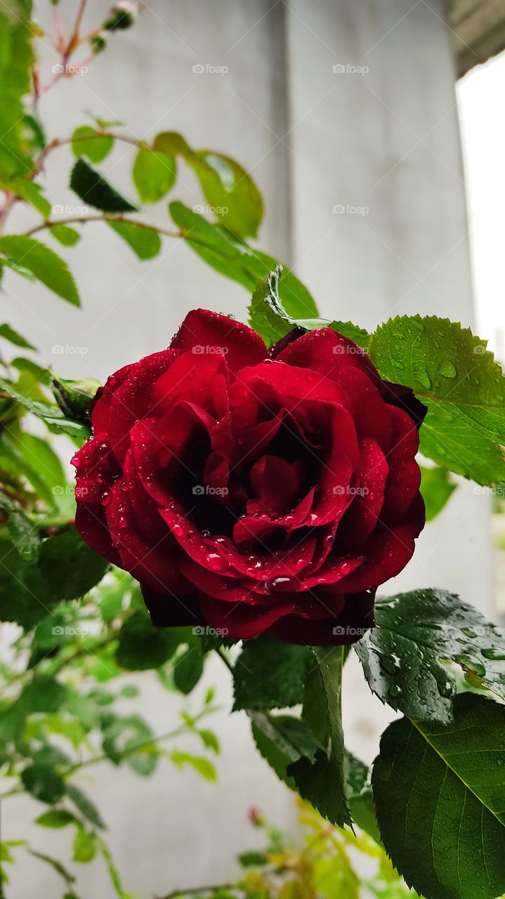 royal red rose