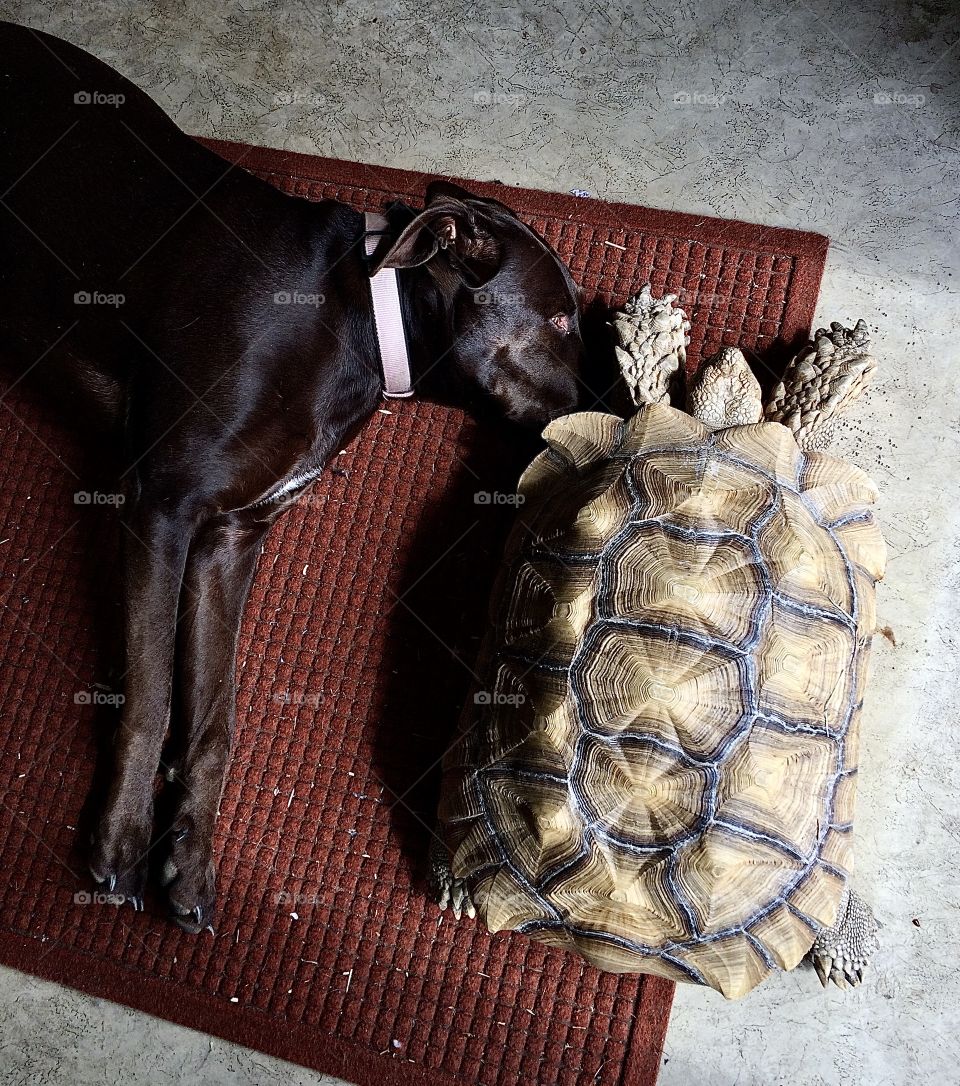 Mayvis (dog) and Georgia (tortoise) napping together - in the daily 