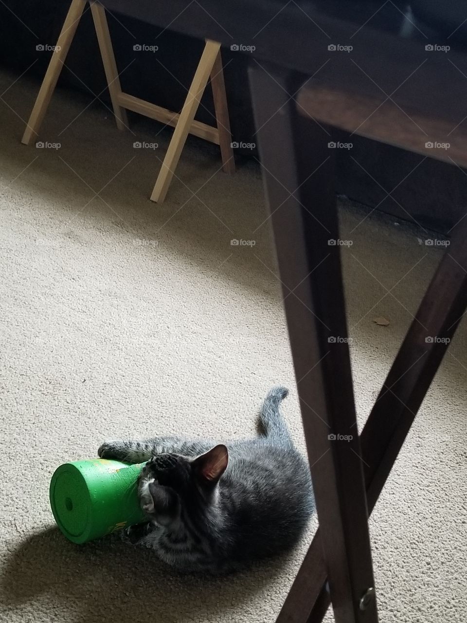 I am going to tear moms cozy apart.