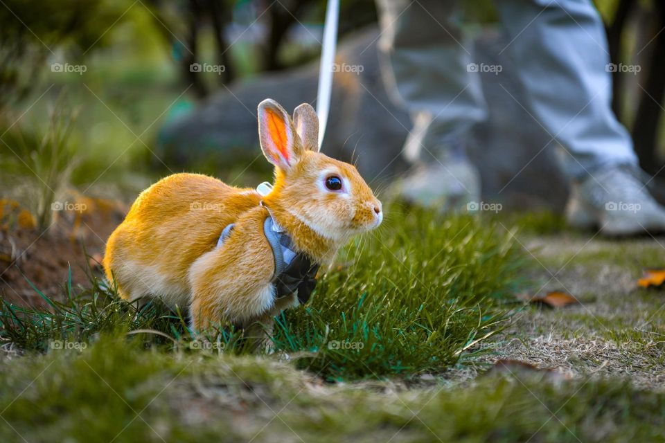 A rabbit is on green grass.