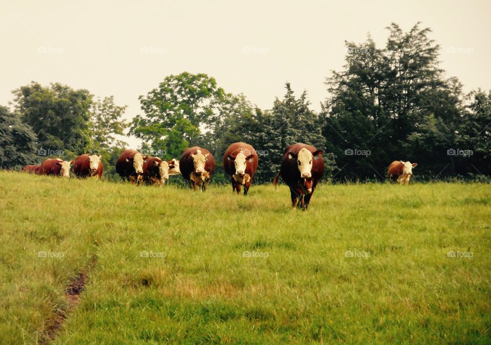 Cows in the field 