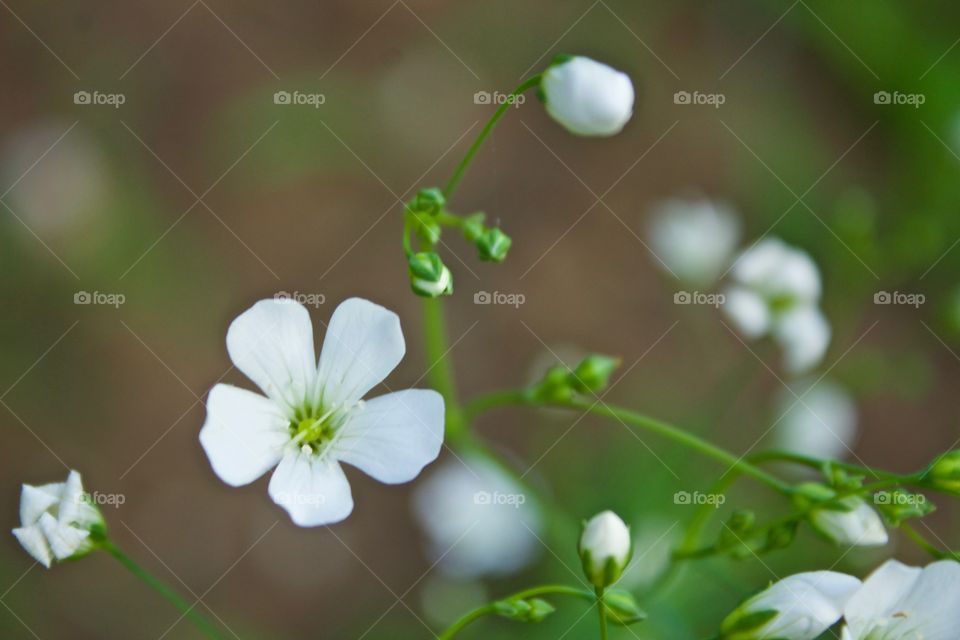 Isolated view of a Baby’s Breath blossom and buds in springtime 