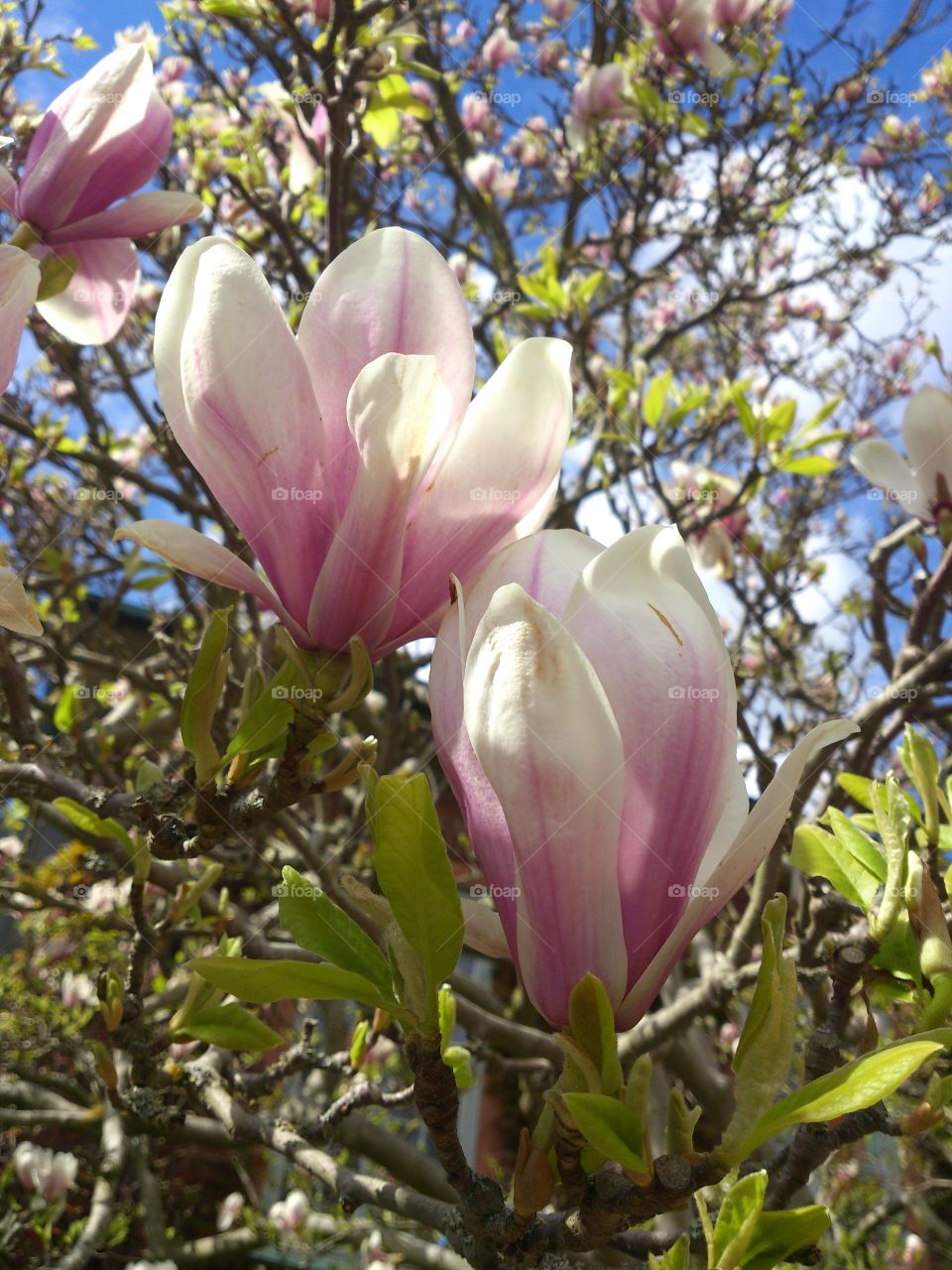 Magnolia flowers