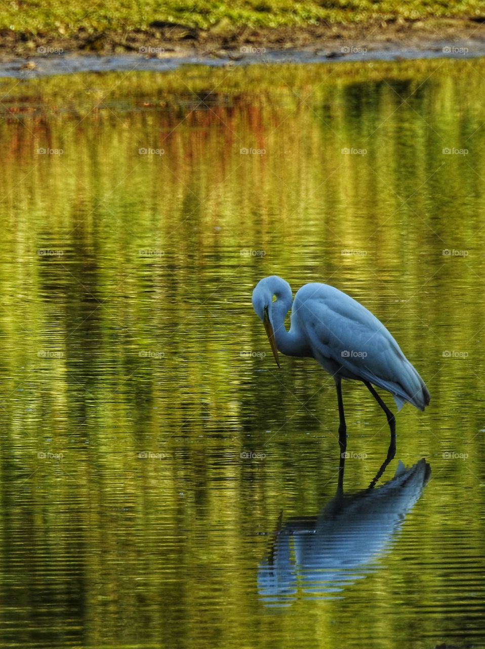 Water, Lake, Bird, Nature, Reflection