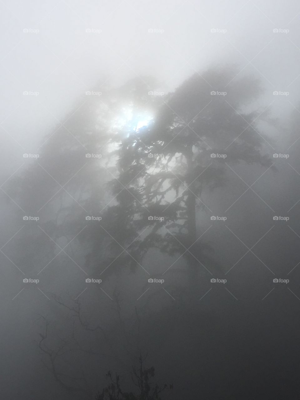 Mystical fog in Himalayas 