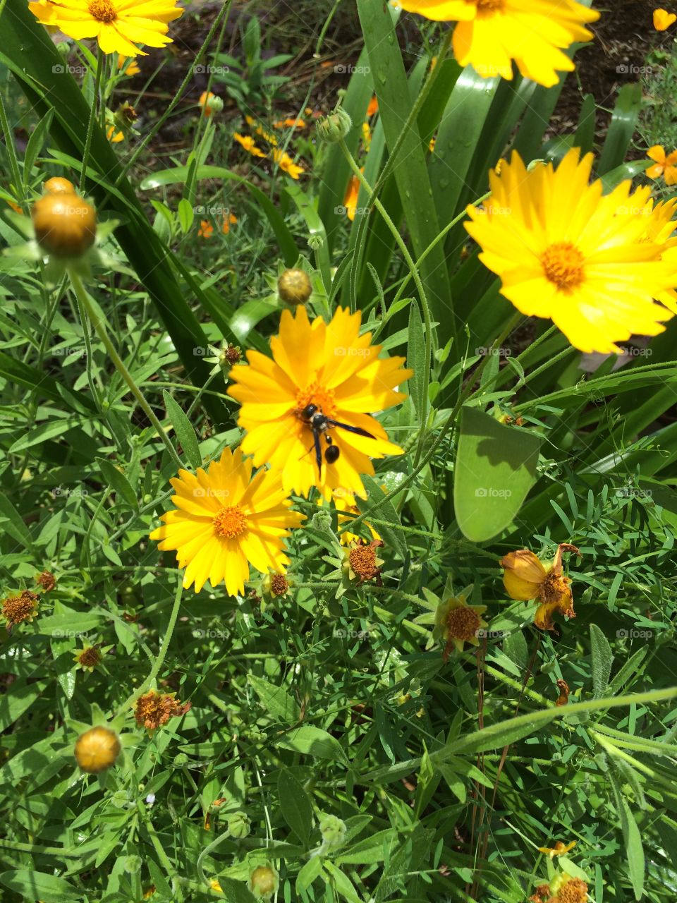 Wasp on flower. Flower