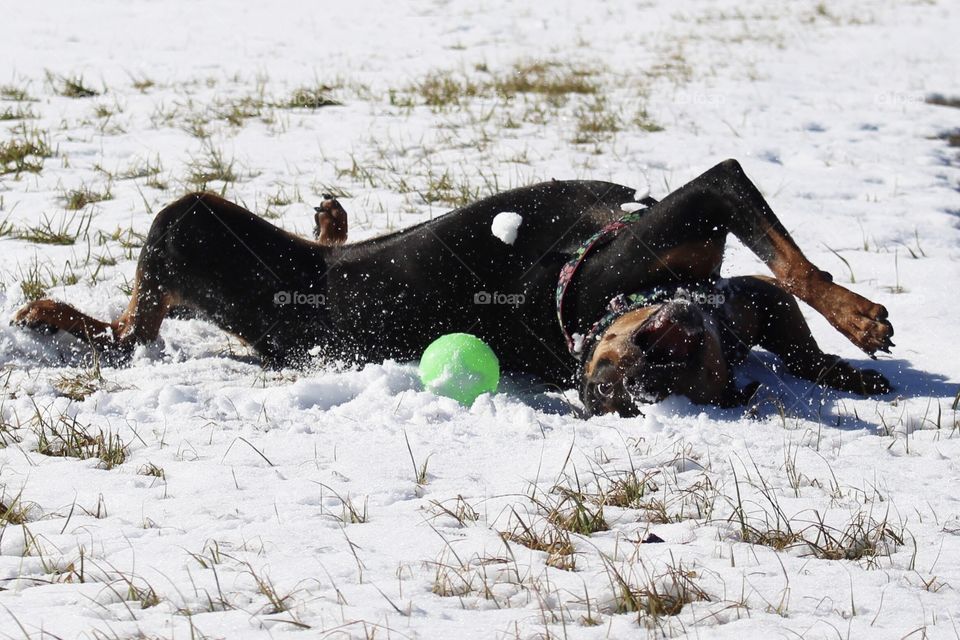 Dog rolling around in the snow while playing with a ball. 