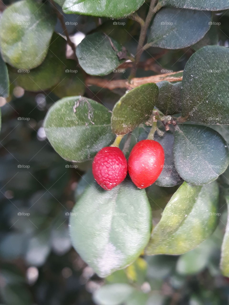 red fruits