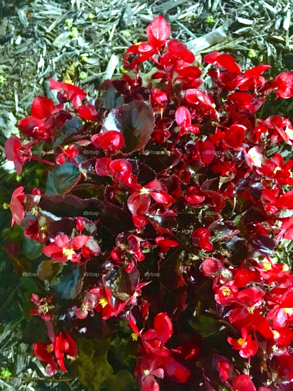 Red Bushy Shrubs 

Published by:
HappyBrownMonkey 