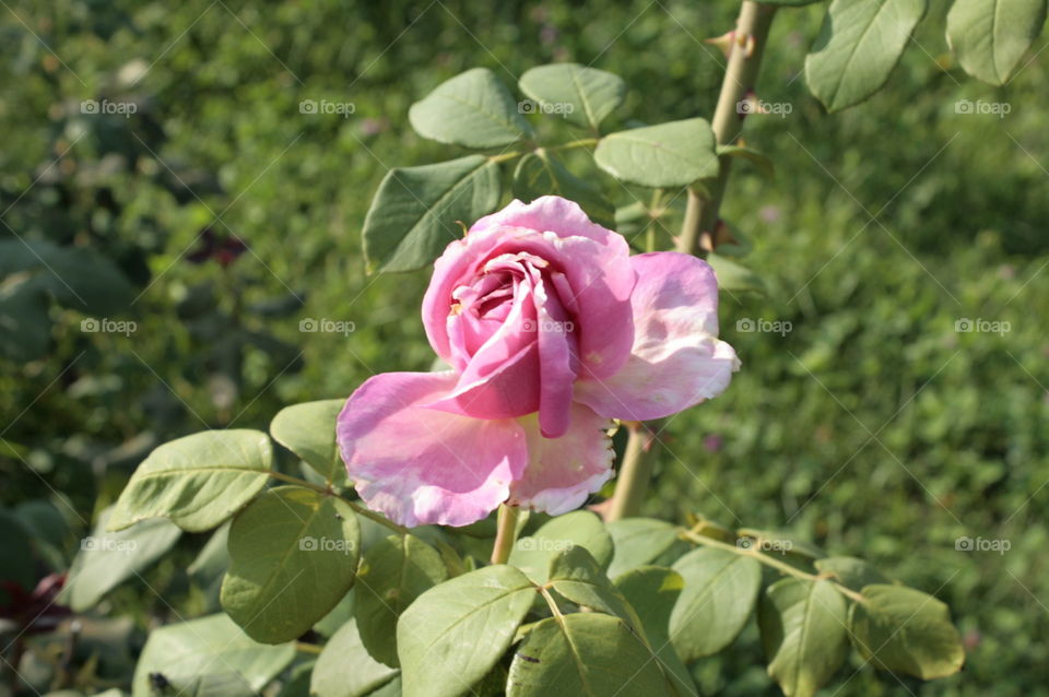 rose close-up