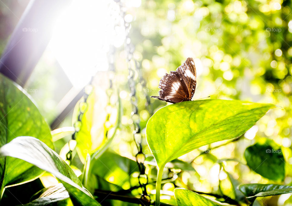 Butterfly at green leaves in soft morning spring sunlight