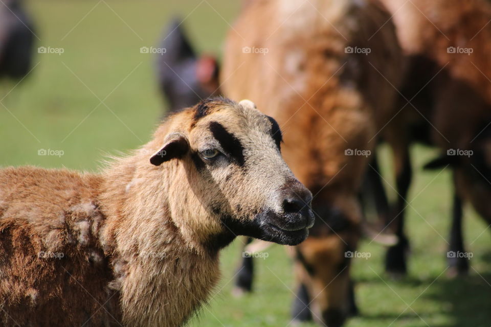 Kamerun Schaf