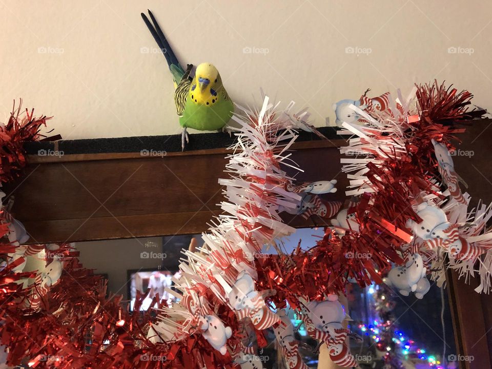 My pet bird Coco enjoying the Christmas decorations 🎄