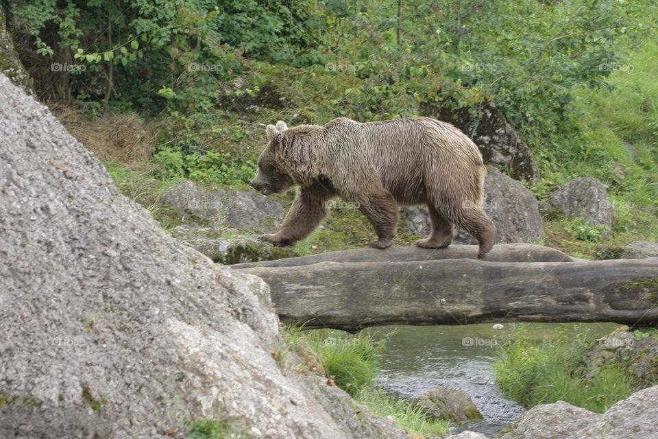 Bear Walking Over River Stream