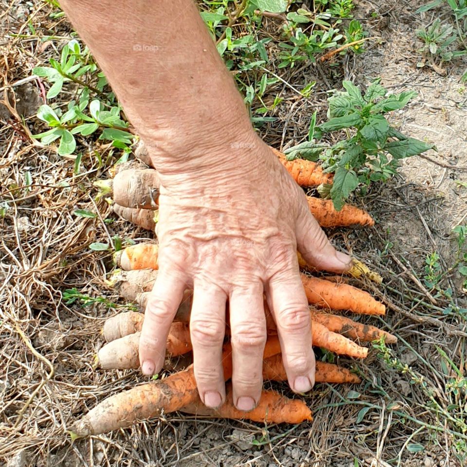 mother's hand picking carrots