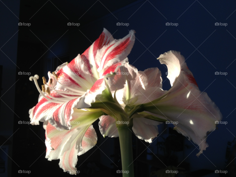 green light flower red by hookolsson