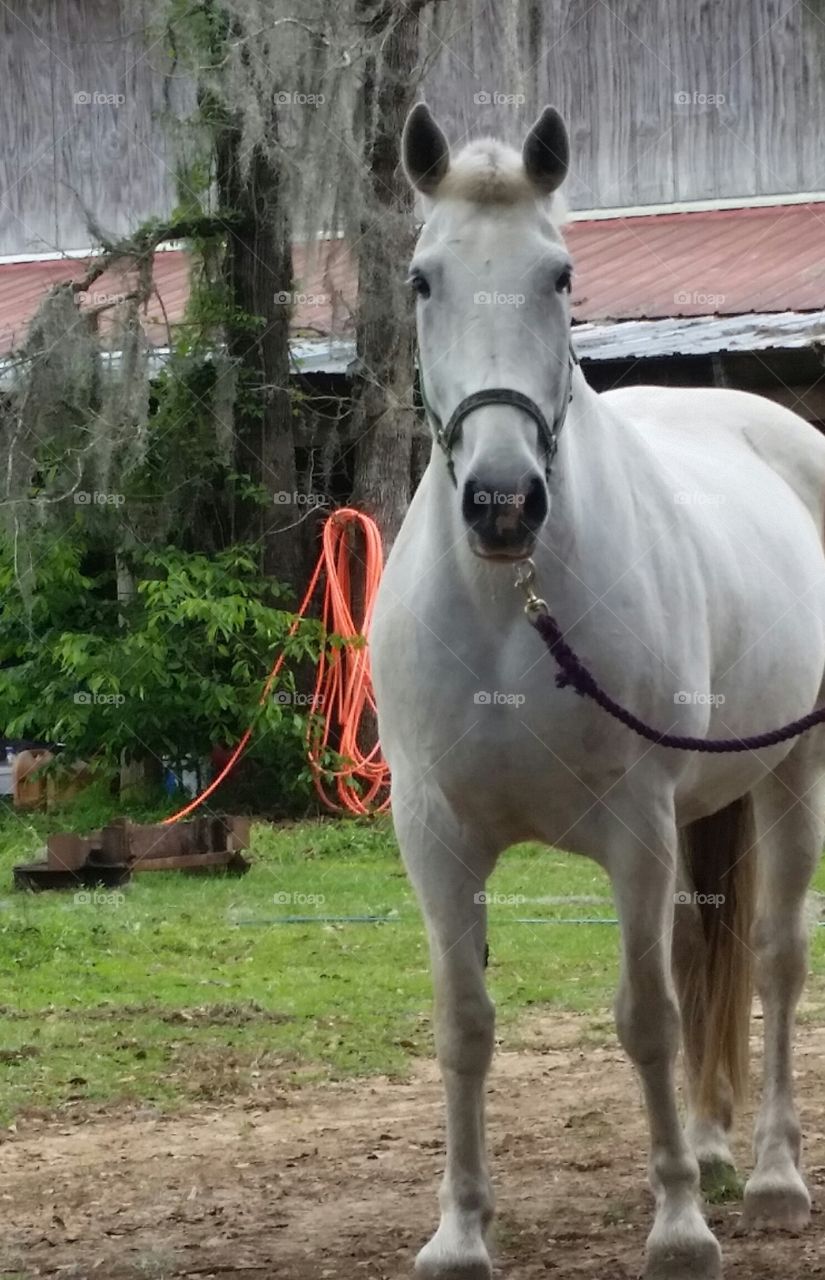 A beautiful white Percheron I transported from a rescue facility to the Equine Assisted Therapy facility I volunteer with. Cropped someone out so it's not her full body.