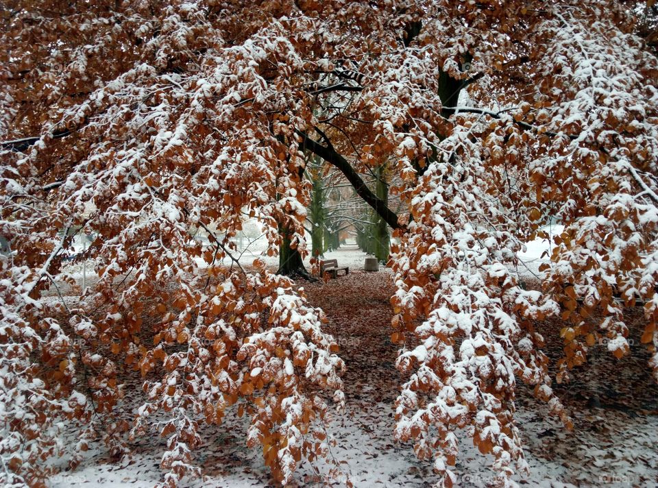 No Person, Season, Frost, Nature, Snow