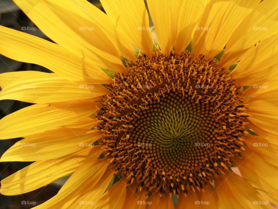 Closed-up of sunflower head.