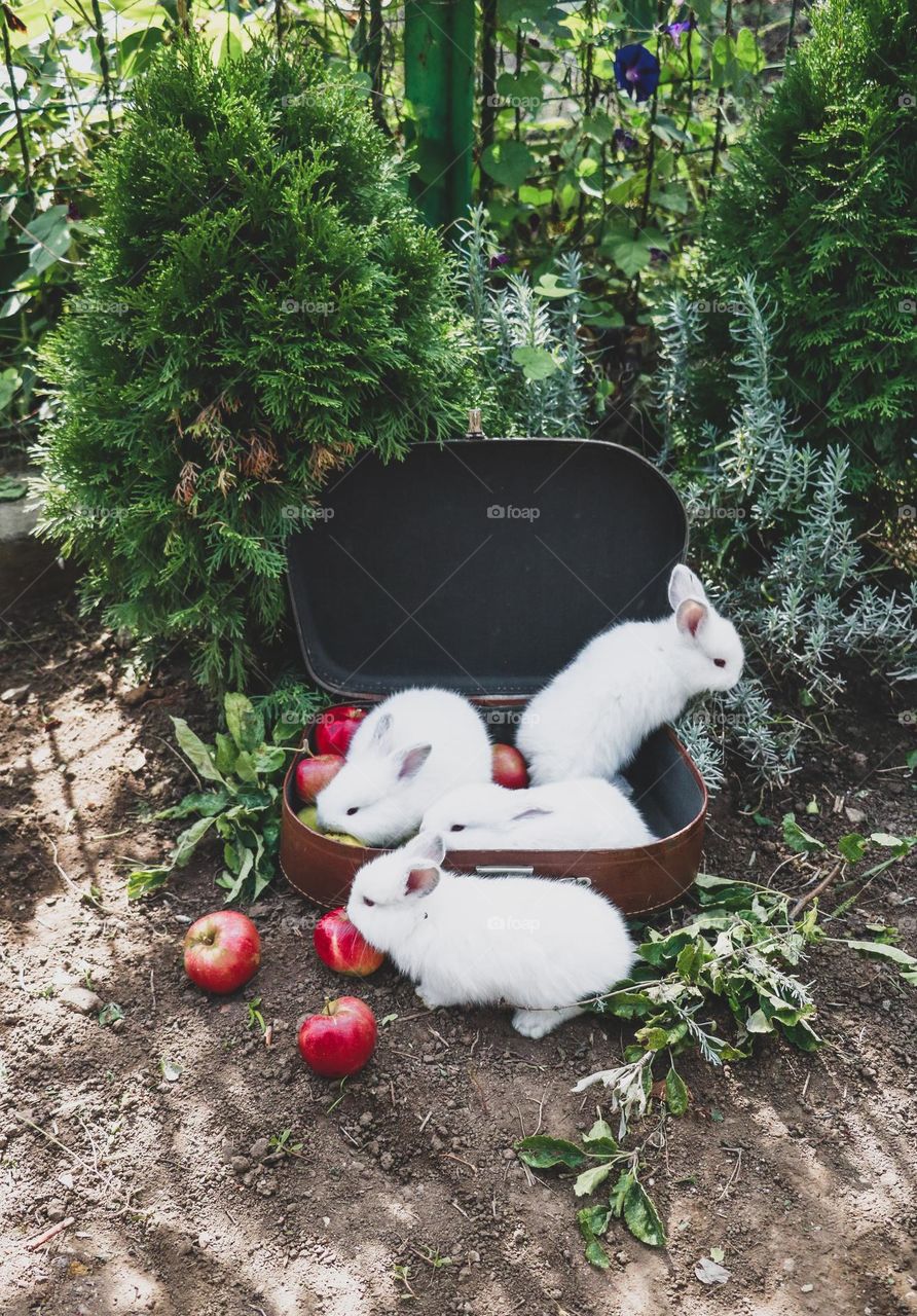 rabbits nature summer apple