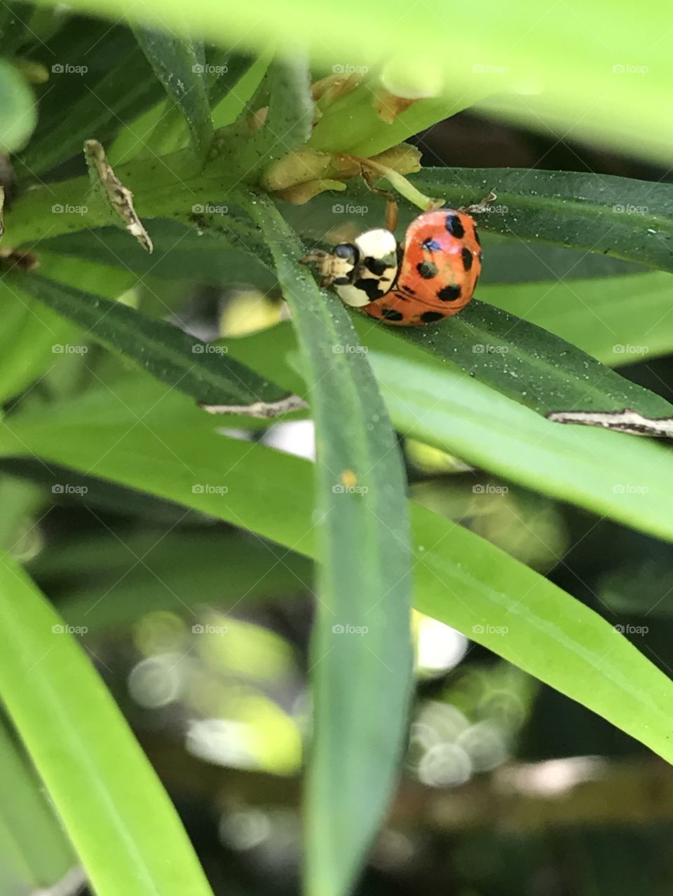 Ladybirds Close-ups