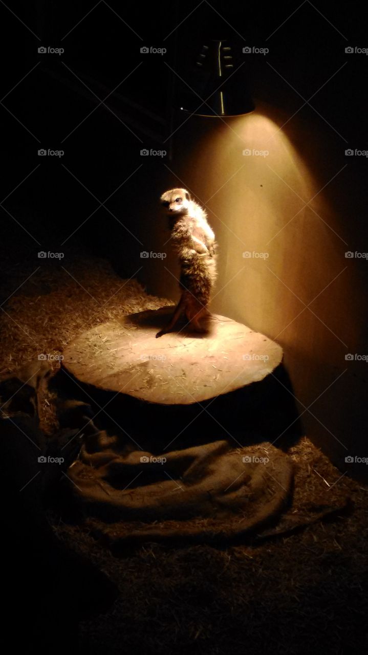 meerkat spotlight