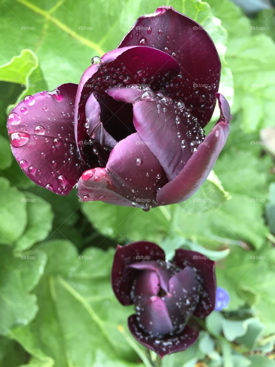 Purple Tulips after Rain 