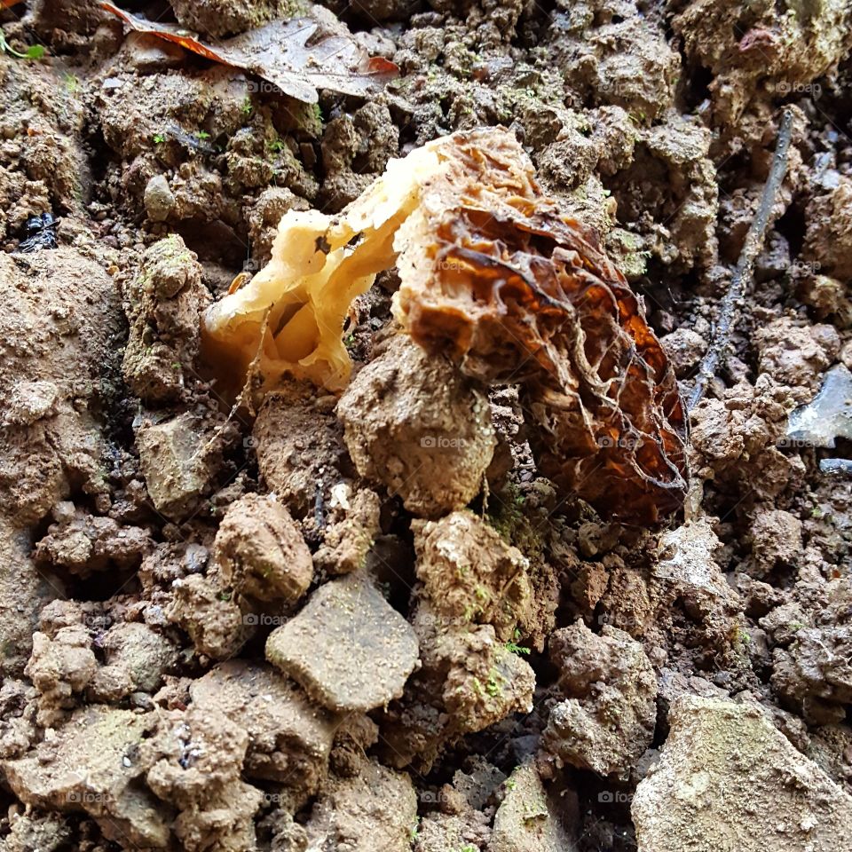 wilted morels